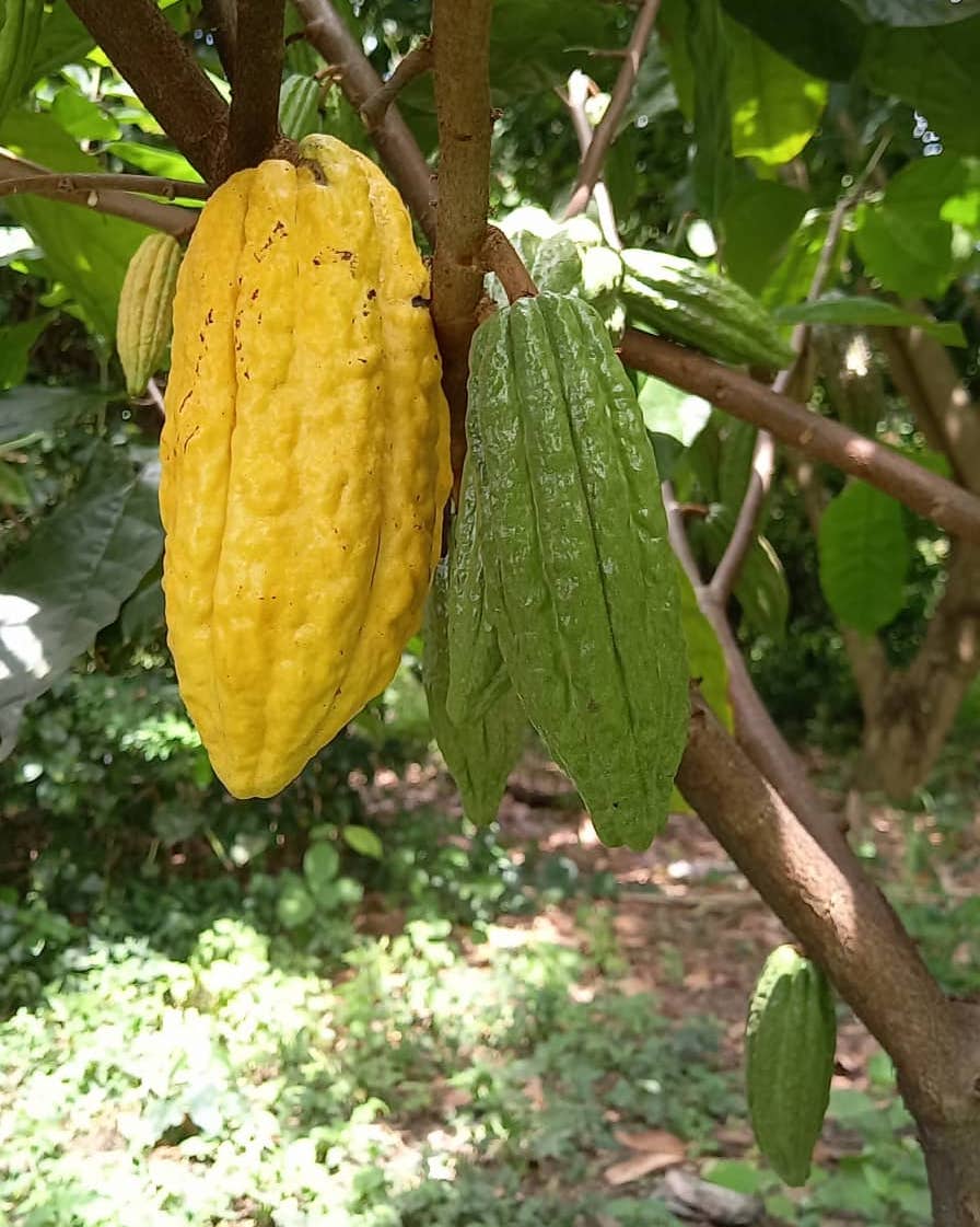 Cacao%20del%20Valle